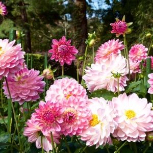 Meet your Posher, Celeste